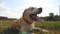 Dog breed labrador lying on the lawn and breathing with sticking out tongue at nature. Beautiful golden retriever