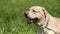 Dog of breed labrador retriever on the lawn barks loudly include voice.