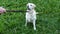 Dog breed labrador retriever sits on green grass and barking and hear coach command outdoors