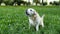 Dog breed labrador retriever sits on green grass and barking and running for stick