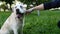 Dog breed labrador retriever sitting on green grass and giving a paw to his owner