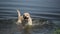 Dog of breed labrador retriever swims in the lake