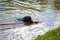 Dog breed labrador swims on the lake