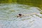 Dog breed labrador swims on the lake