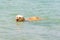 Dog breed Labrador swims in the sea