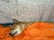 The dog is a breed of .laika, red color sweetly sleeping in a tent under a bright orange blanket. The concept of