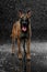 Dog breed Malinois in the Studio.