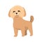 Dog breed maltese. Cute funny cartoon domestic pet character flat vector illustration. Human friend home animal