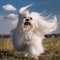 Dog breed Maltese runs across the field, long white wool flutters in the wind,