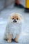 The dog breed miniature spitz