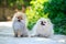 Dog breed miniature spitz