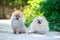 Dog breed miniature spitz