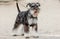 Dog Breed Mittel Schnauzer At the show