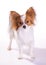 Dog of breed papillon