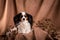 Dog breed papillon on brown drape