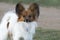 Dog breed papillon plays on the lawn. Pet Care