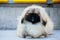 Dog breed pekingese