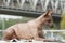 Dog of breed Peruvian Hairless Dog Peruvian Inca Orchid, Hairless Inca Dog, Virigo, Calato, Mexican Hairless Dog, lies on a