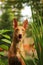 Dog breed Pharaoh hound