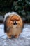 The dog breed pomeranian spitz