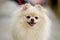 The dog breed pomeranian spitz