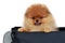 Dog breed pomeranian spitz