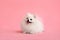 Dog breed pomeranian spitz funny sits on a pink background