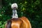 Dog breed poodle sitting on a horse\'s back with open mouth