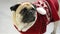 Dog of breed a pug in a reindeer suit. The clever animal looks in the camera sad eyes. Merry Christmas. Happy New Year.