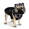 Dog breed pug stands tall dressed in winter clothes jacket with hood and fur