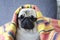 Dog breed pug wrapped in blanket looks like pharaon