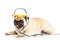 Dog breed pugdog with headphone isolated on white background