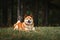 Dog breed red Japanese Shiba