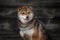 Dog breed red Japanese Shiba walking in park