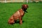 Dog breed Rhodesian Ridgeback