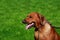 Dog breed Rhodesian Ridgeback