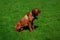 Dog breed Rhodesian Ridgeback