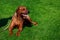 Dog breed Rhodesian Ridgeback