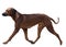 Dog breed Rhodesian Ridgeback in motion isolated