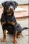 Dog of breed Rottweiler