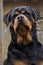The dog breed Rottweiler