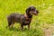 Dog breed rough-haired dachshund wire haired dachshund in the park on the grass in sunny weather