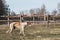 Dog breed Russian canine greyhound runs across the field in early spring. Sunset