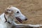 Dog breed Russian Greyhound, close-up