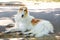 Dog breed Russian hound greyhound