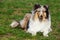 Dog breed Sheltie