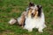 Dog breed Sheltie