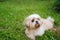 Dog breed Shih-Tzu Brown fur That is in the garden of grass.