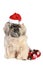 Dog of breed shih-tzu in Christmas hat