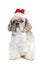 Dog of breed shih-tzu in Christmas hat